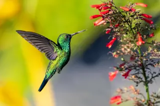 blue-chinned sapphire hummingbird - shutterstock