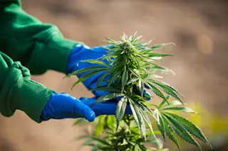 marijuana gloved hand - shutterstock