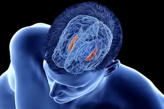 Hippocampus the brain - shutterstock