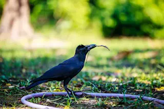 Crow building a nest