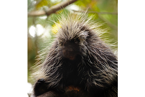 Porcupine