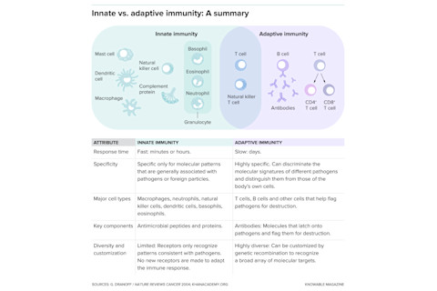 G-innate-vs-adaptive-alt