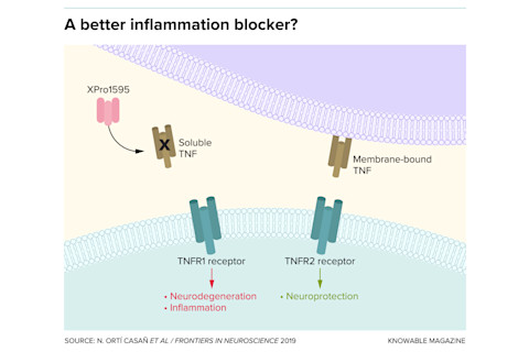 G-inflammation-blocker-alt
