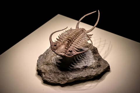 Trilobite fossil