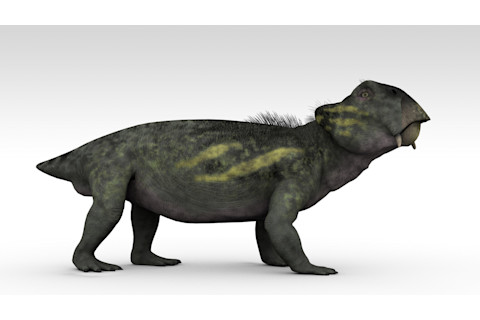 lystrosaurus