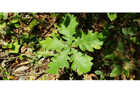 Oak leaves