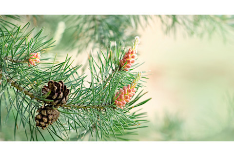 Pine cone and needles
