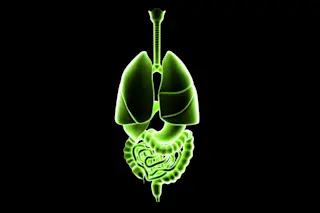 gut and lung connection human anatomy body - shutterstock
