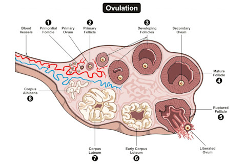 Ovulation Diagram - Shutterstock