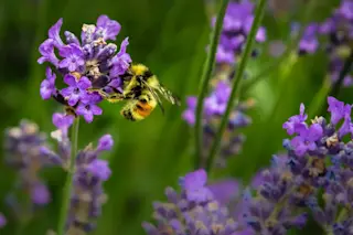 pollinators jenna lee unsplash