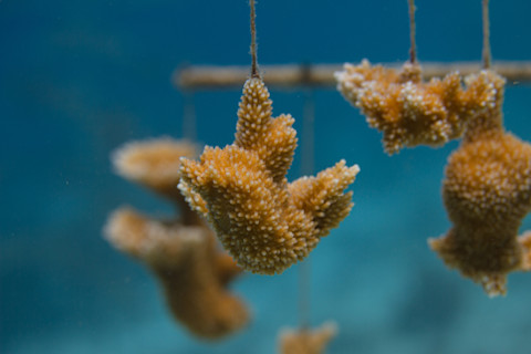 Growing coral in the ocean