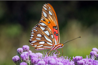 Butterfly-Urban Oasis