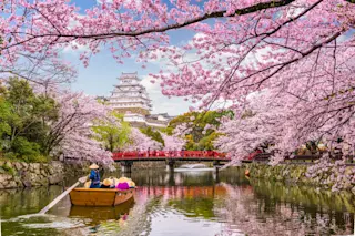 cherry trees in Japan