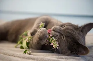 cat is eating catnip - shutterstock 688656943