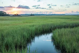 Wetlands