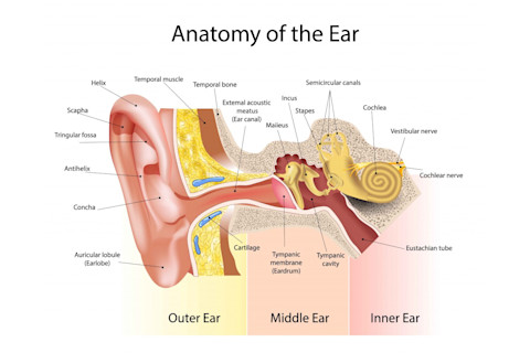 inner ear anatomy