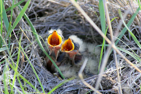baby birds near playa