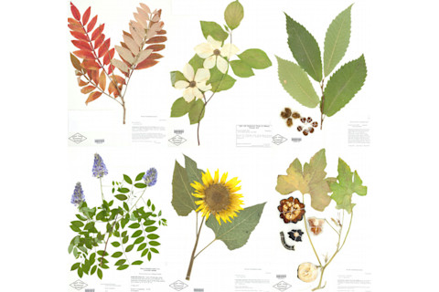 new york botanical garden