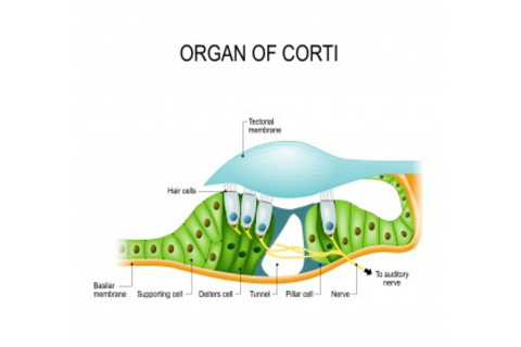 organ of corti