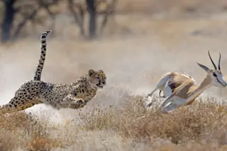 Cheetah chasing a springbok