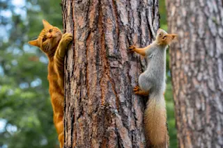 Squirrel and cat in tree