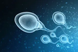 Sperm Stock