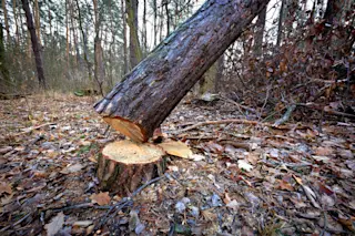 tree is being cut down - shutterstock