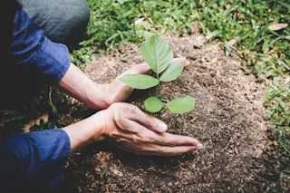 hands are planting a tree in the ground - shutterstock