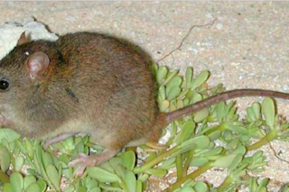 Rat