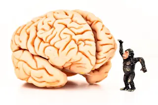 concept of a brain and a monkey - shutterstock 440074018