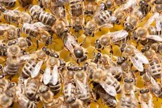 Honey Bees