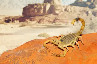 deathstalker scorpion - shutterstock 579350458