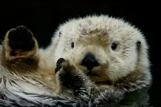 sea otter closeup - shutterstock