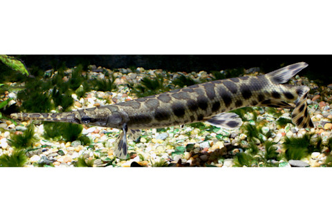 SRD - FISH - GREAT LAKES spp - Spotted Gar