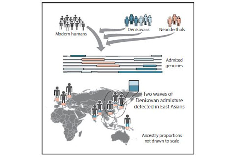Denisovan Neanderthal Human graphic - Browning et al.