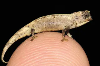 Brookesia nana Fig4A