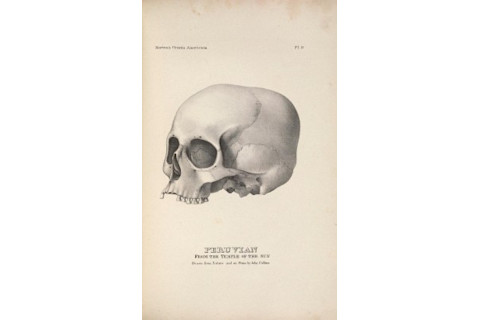 A hand-drawn skull, lacking its jaw bone, labeled plate nine, Peruvian, from the Temple of the Sun, drawn from Nature and on Stone by John Collins.