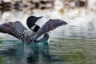 Loon