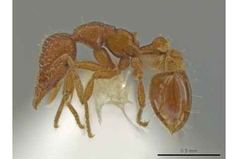 casent0645955 p 1 high