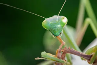 Praying Mantis cannibalism