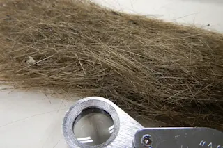 Pele's hair of Hawaii