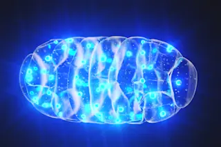 Mitochondria