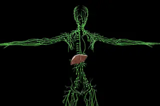 lymph system illustration - shutterstock 1793529712