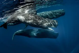 A pod of sperm whales