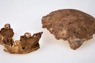 skull