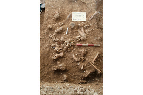 animal bones