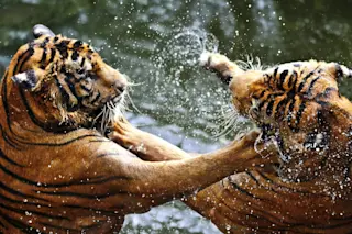 shutterstock 153535766