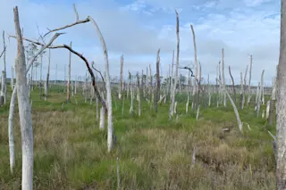 Ghost Forest Dorchester County MD