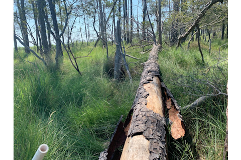 2-Marsh-species-in-forest-understory