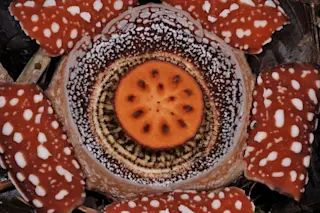 Rafflesialobata